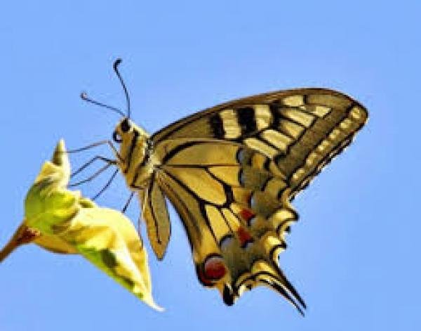 o-menino-e-a-borboleta